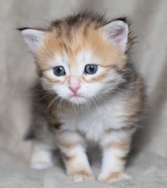 sibirisk kattunge Quine