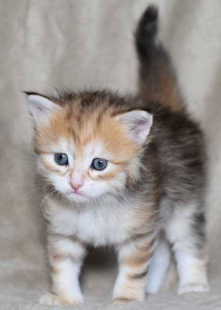 sibirisk kattunge Quine