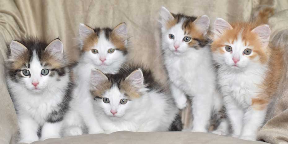sibirisk kattungar Pp-kull