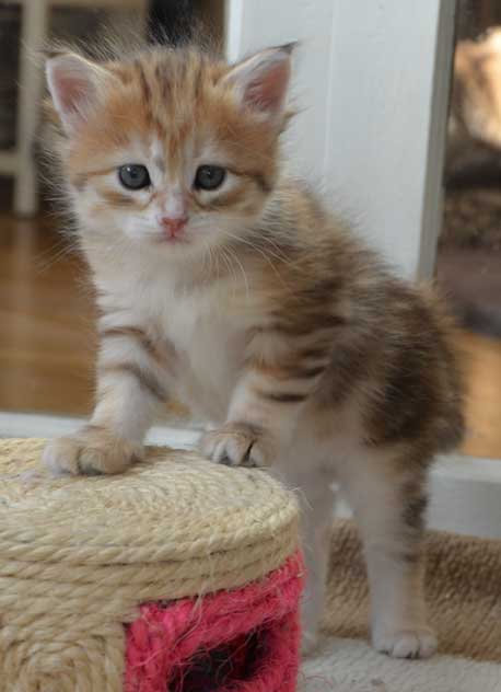sibirisk kattunge Quine