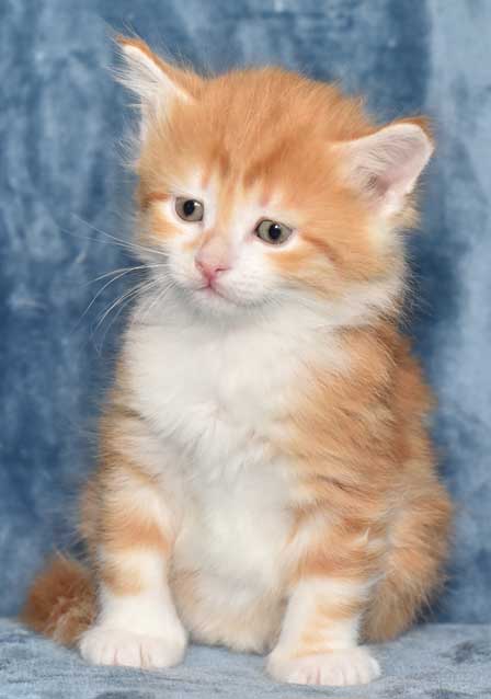 sibirisk kattunge Quito