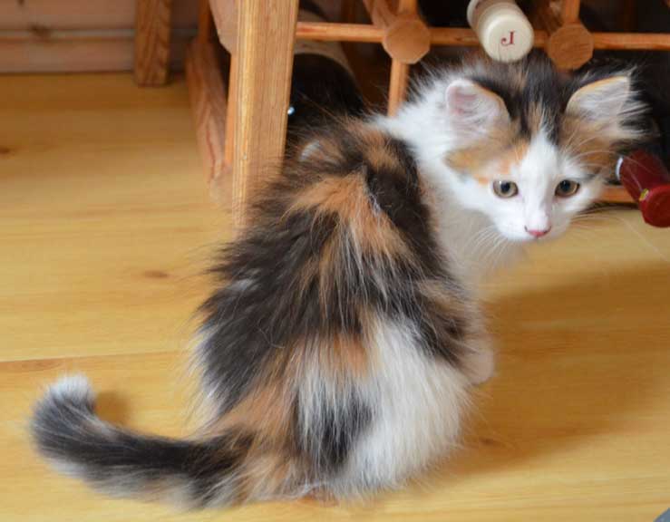 sibirisk kattunge Quadri