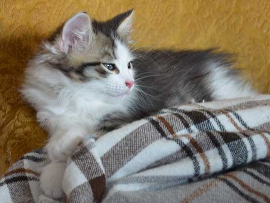 sibirisk kattunge Pluto