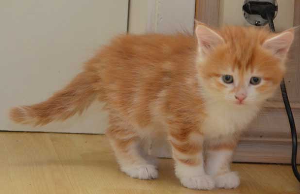 sibirisk kattunge Quito