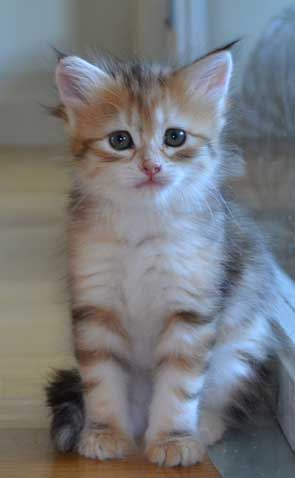 sibirisk kattunge Quine