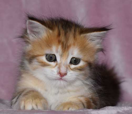sibirisk kattunge Quine