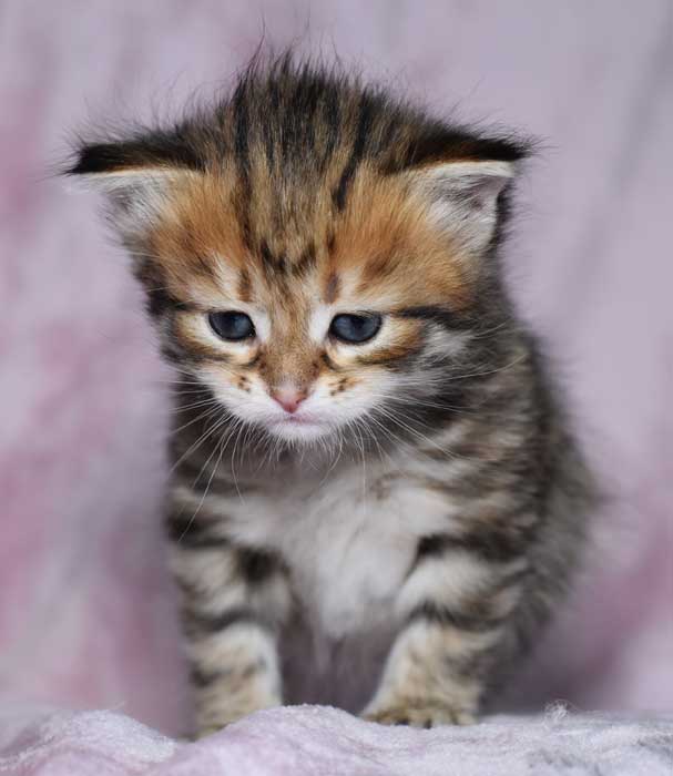sibirisk kattunge Rana