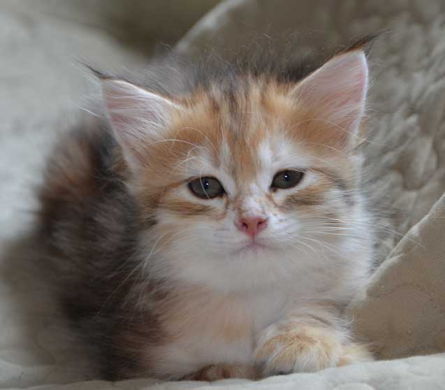 sibirisk kattunge Quine