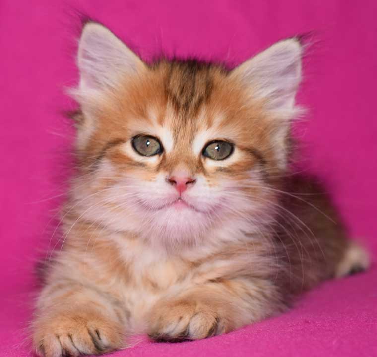 Sibirisk kattunge Quirk