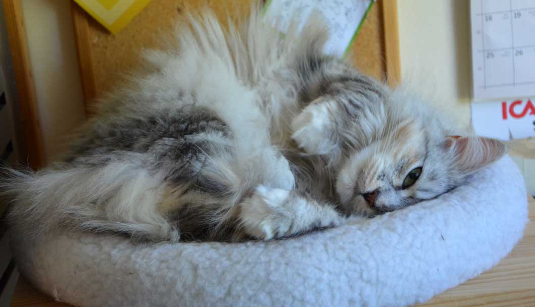 sibirisk katt Zinnie