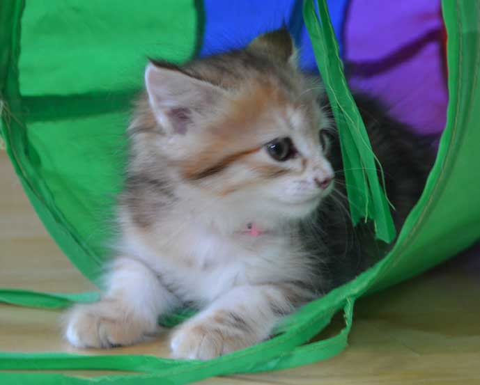 sibirisk kattunge Quine