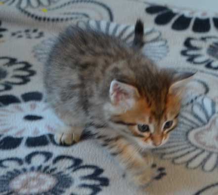 sibirisk kattunge Rocco