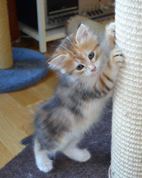 sibirisk kattunge Quine
