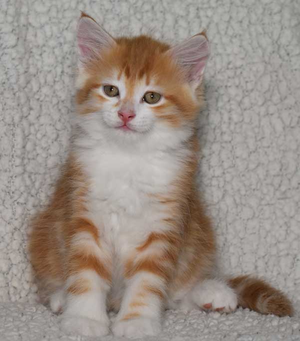sibirisk kattunge Quito