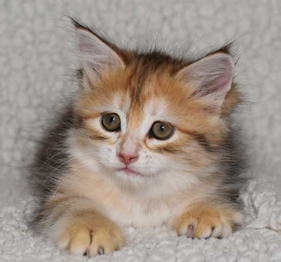 sibirisk kattunge Quine