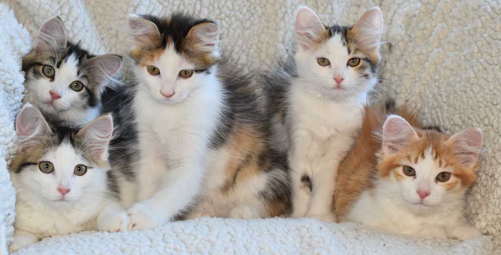 sibirisk kattunge Pp-kullen
