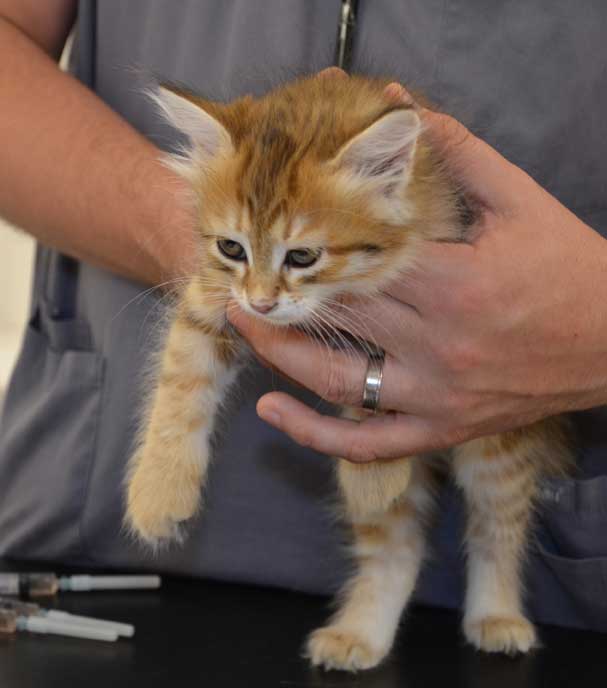sibirisk kattunge Quirk