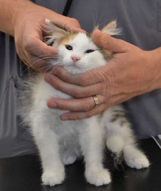 sibirisk kattunge Pandora