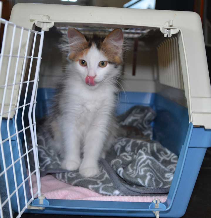 sibirisk kattunge Pandora