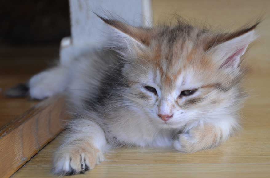 sibirisk kattunge Quine