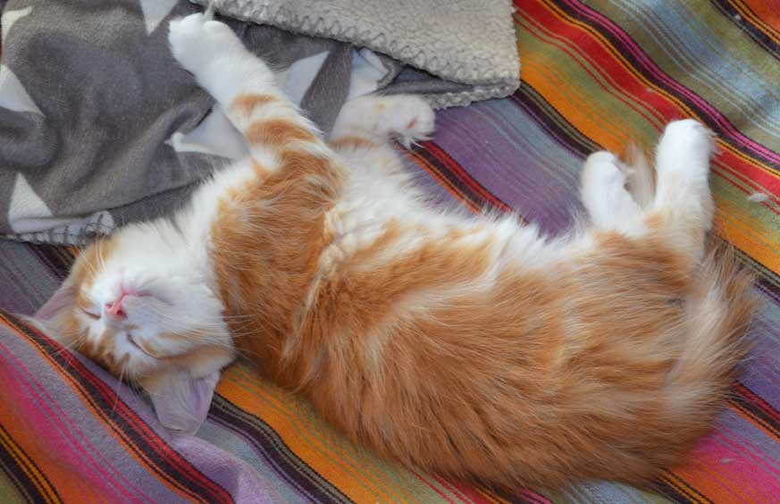 sibirisk kattunge Quito