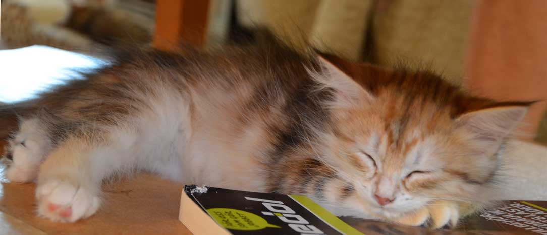 sibirisk kattunge Quine