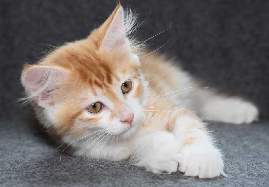 sibirisk kattunge Quito