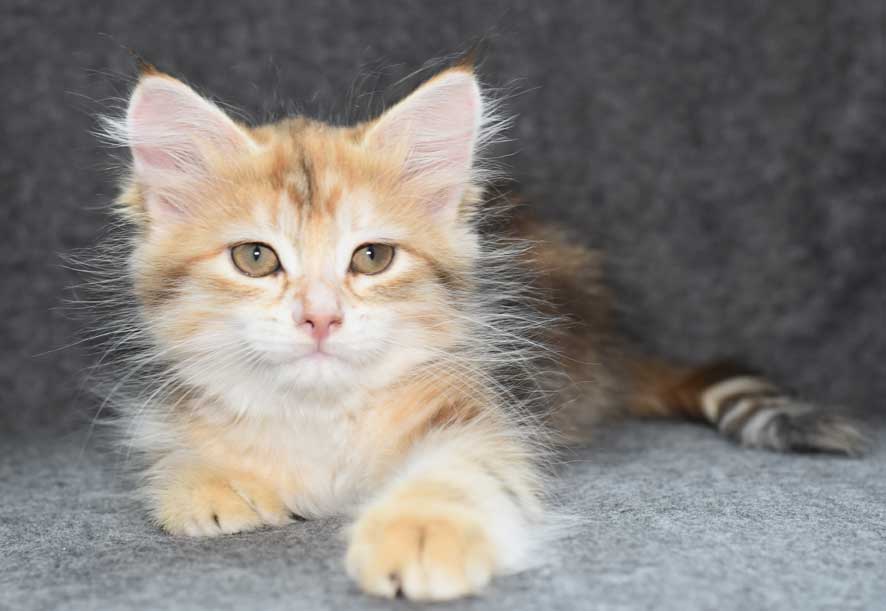 sibirisk kattunge Quine