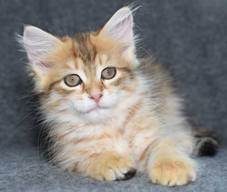 sibirisk kattunge Quirk