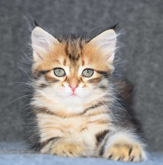 sibirisk kattunge Rana