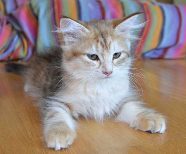 sibirisk kattunge Quine