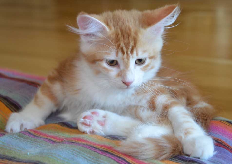 sibirisk kattunge Quito