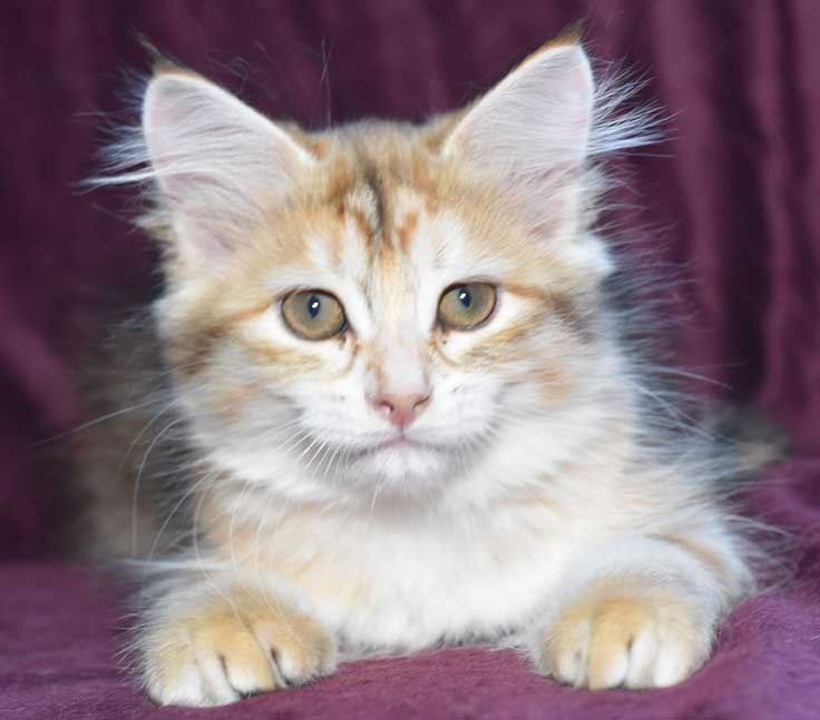 sibirisk kattunge Quine