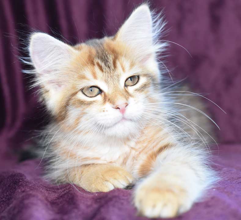 sibirisk kattunge Quirk