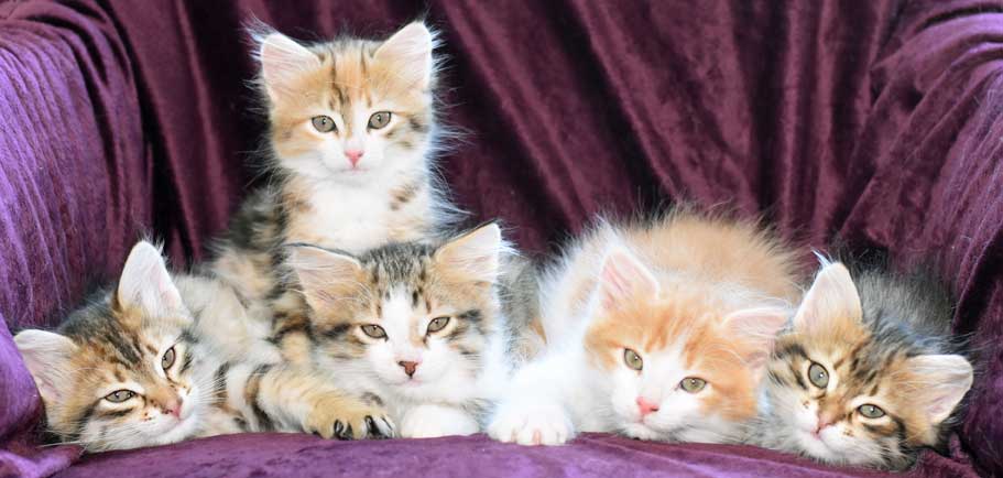 sibiriska kattungar Rr-kull