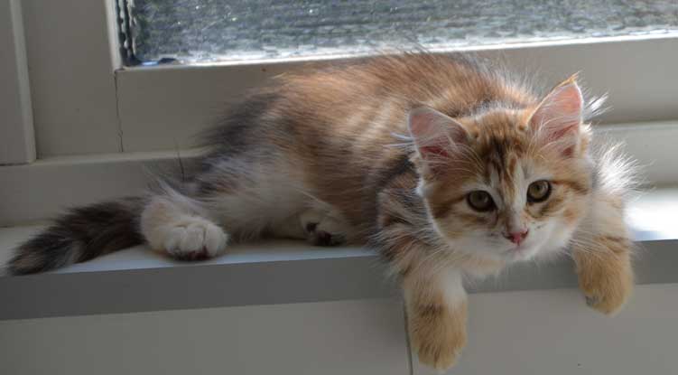 sibirisk kattunge Quine