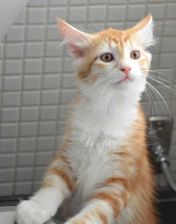 sibirisk kattunge Quito