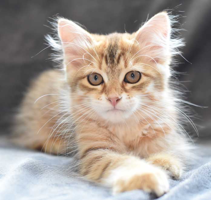 sibirisk kattunge Quirk