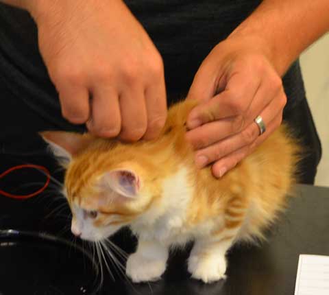 sibirisk kattunge Quito