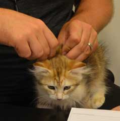 sibirisk kattunge Quine