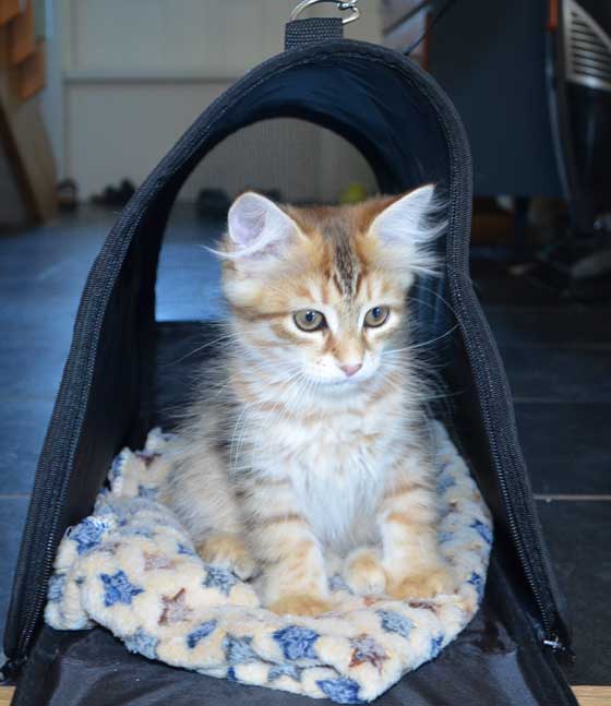 sibirisk kattunge Quirk
