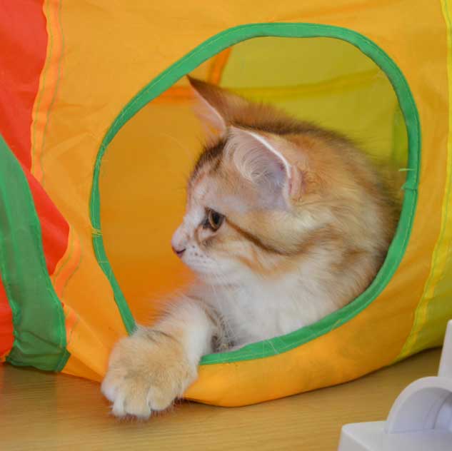 sibirisk kattunge Quine