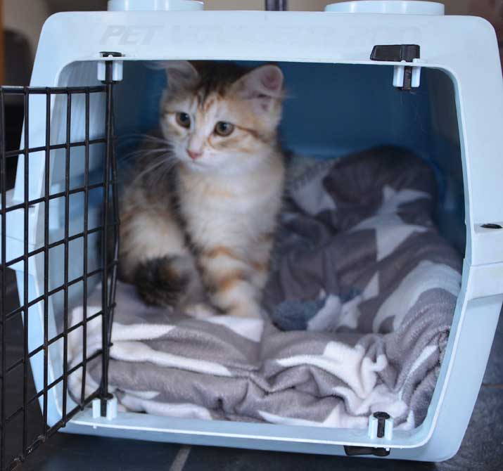 sibirisk kattunge Quine