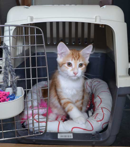 sibirisk kattunge Quito
