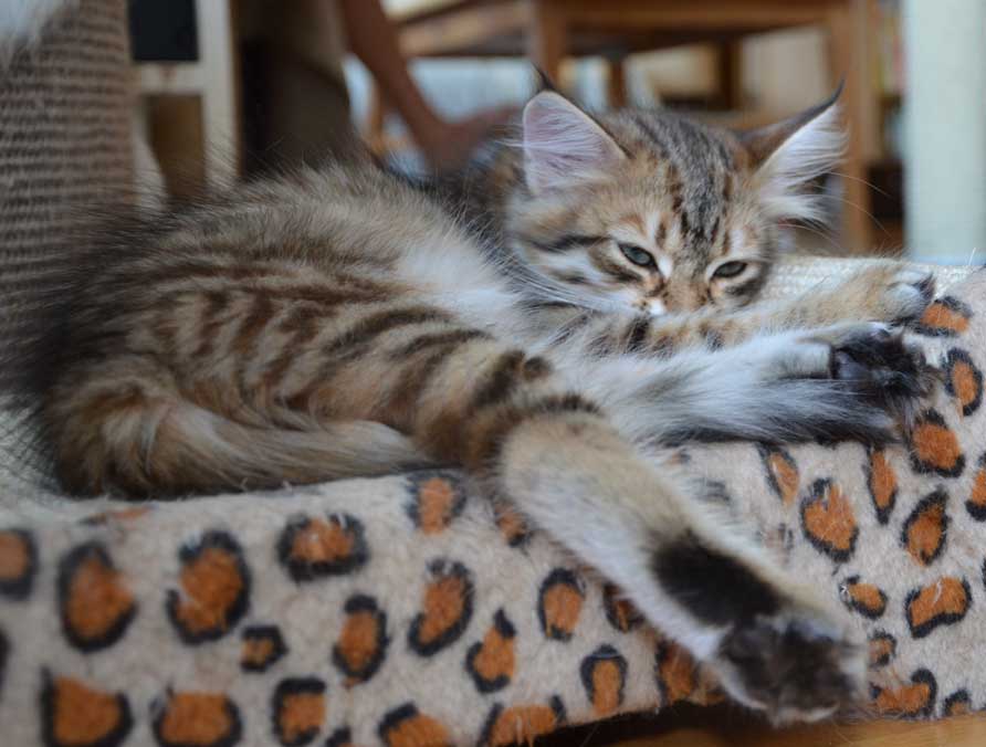 sibirisk kattunge Rana