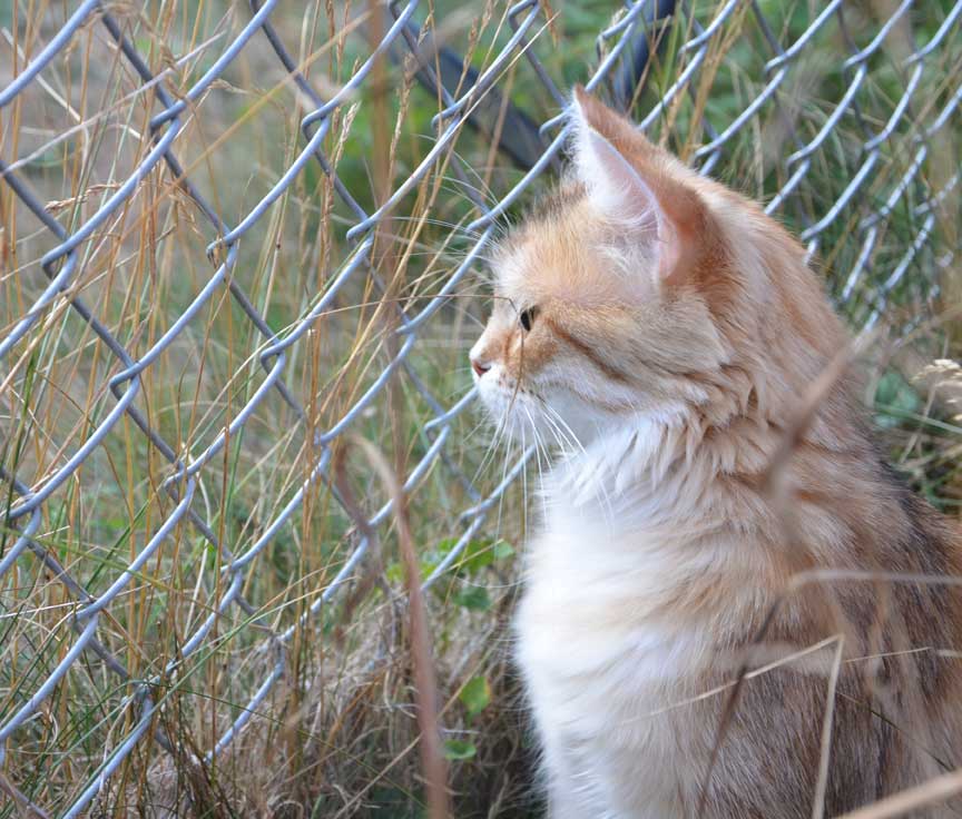 sibirisk katt Uni