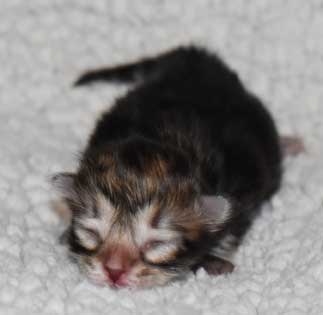 sibirisk katt Sicilia