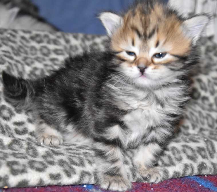 sibirisk kattunge Sicilia