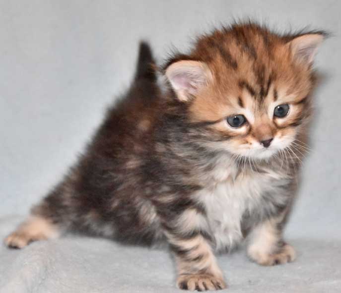 sibirisk kattunge Sicilia