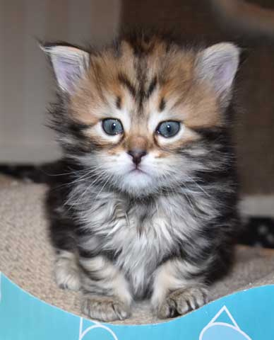 sibirisk kattunge Sicilia